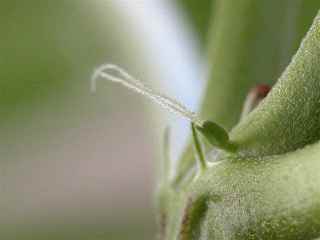 female weed plant